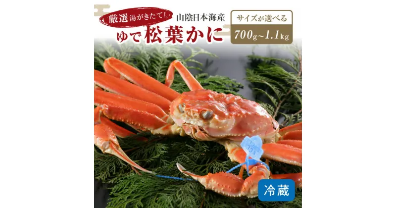 【ふるさと納税】厳選湯がきたて！山陰日本海産ゆで松葉かに/北畿水産 選べるサイズ 中大サイズ～ 700g～ 選べる配送時期 11月発送～ 魚介類 魚介 蟹 松葉がに ふるさと納税 かに