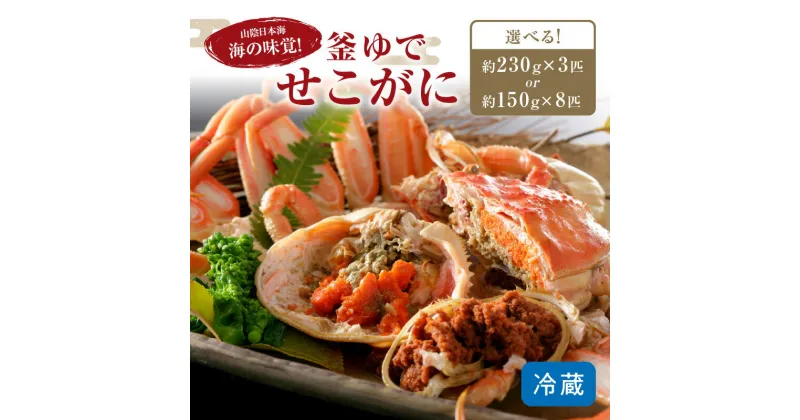 【ふるさと納税】先行予約！山陰日本海冬の味覚 釜ゆでせこがに /北畿水産 選べる内容量 150g～サイズ3匹入り～ 選べる配送時期 11月発送～ 蟹 魚介類 魚介 せこかに ふるさと納税 かに