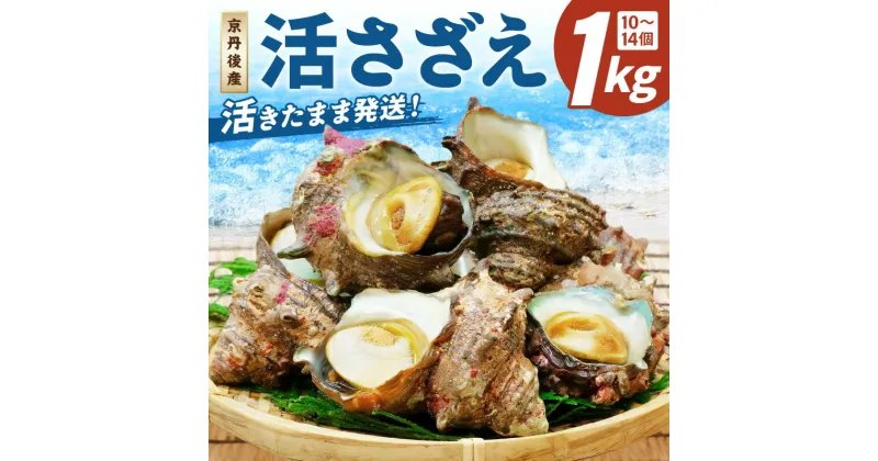 【ふるさと納税】【北畿水産　活きたまま発送】京丹後産さざえ1kg（10個から14個） 貝類 魚介類 さざえ サザエ 1 京丹後産 活サザエ お刺身 刺身 さしみ 美味しい 壺焼き