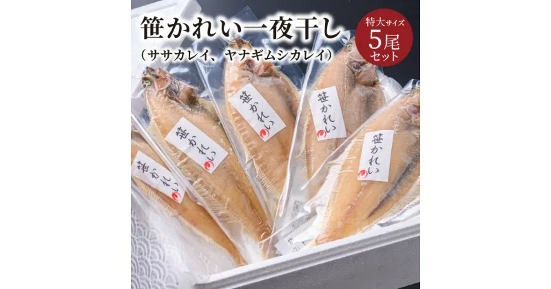 【ふるさと納税】高評価★5.0 高レビュー★ 笹かれい一夜干し（ササカレイ、ヤナギムシカレイ）特大サイズ 5尾セット 海鮮 魚介 魚介類 カレイ 一夜干し 200g〜 5尾 セット 冷凍 送料無料