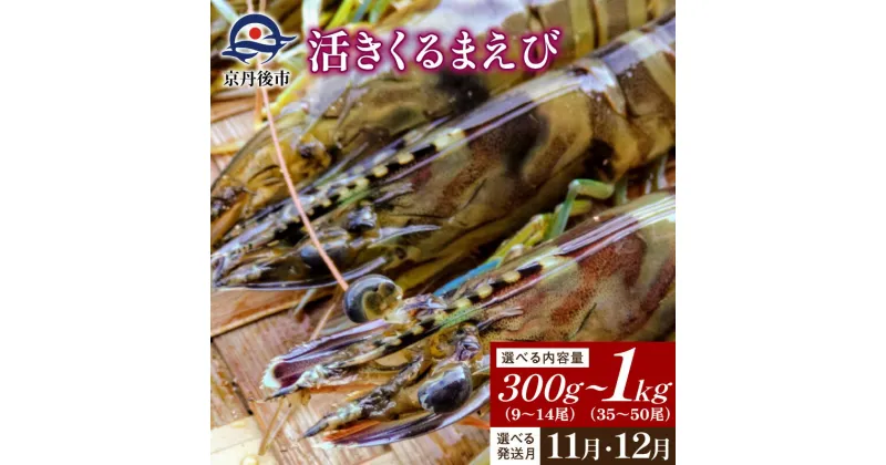 【ふるさと納税】丹後の活きくるまえび 300g 400g 500g 600g 800g 1000g 1kg 11月発送 12月発送 選べる 配送月 内容量 正規品 国産 車海老 車エビ 魚介類 エビチリ エビフライ 贈り物 お祝 BBQ 刺身 旬 生