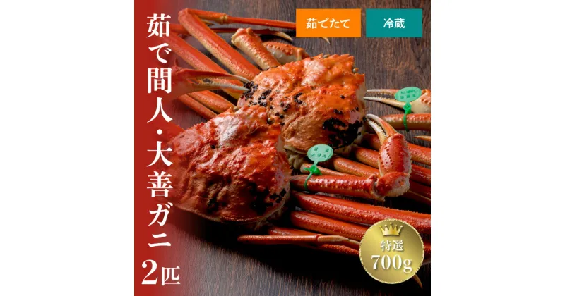 【ふるさと納税】【蟹の匠 魚政】京丹後市産 未冷凍 茹で間人ガニ大善ガニ 特選 700g級 2匹セット（11月～12月発送）(2025年1月～発送) 選べる 配送時期 松葉蟹 大善ガニ ボイル 蟹 カニ かに ガニ がに 松葉ガニ 小サイズ 2匹 2〜4人前 国産 間人蟹 間人がに たいざがに