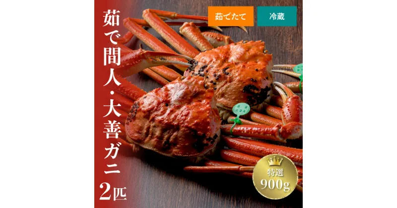 【ふるさと納税】【蟹の匠 魚政】京丹後市産 未冷凍 茹で間人ガニ大善ガニ 特選 900g級 2匹セット（11月～12月発送）(2025年1月～発送) 選べる 配送時期 松葉蟹 大善ガニ ボイル 松葉ガニ 中サイズ 2匹 2〜4人前 蟹 カニ かにみそ まるごと 間人蟹 間人がに たいざがに