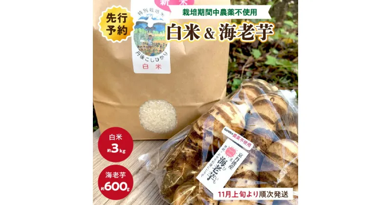 【ふるさと納税】京都・京丹後産／【先行予約】京都伝統野菜　海老芋（栽培期間中農薬・化学肥料不使用）＆丹後米こしひかり（特別栽培米）お野菜 野菜 芋 いも 海老芋 600g お米 米 コシヒカリ 高級 丹後米 えびいも えび芋 おせち料理 お節料理 お正月料理 京料理 さといも