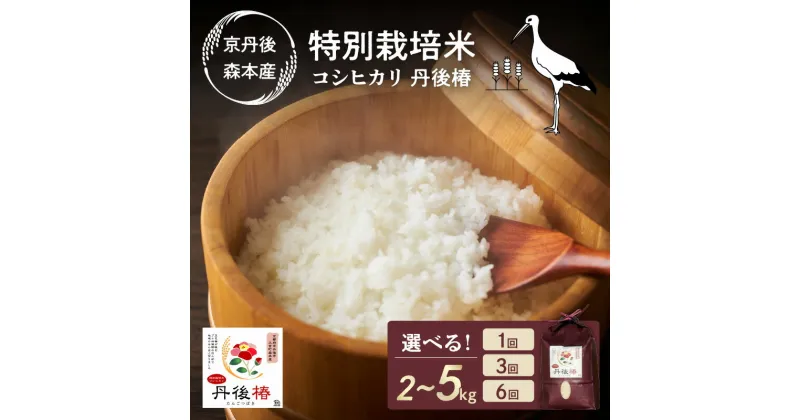 【ふるさと納税】新米お試し2kg～高評価★5.0 高レビュー★ 令和6年産 特別栽培米コシヒカリ 丹後椿（京丹後森本産） 2kg 5kg 定期便 選べる 産地直送 お米 白米 丹後コシヒカリ 京都産 こしひかり ふるさと納税 コシヒカリ 精米 ふるさと納税 こしひかり 精米