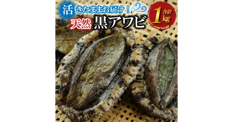 【ふるさと納税】活きたまま届きます！ 天然黒アワビ 海水に酸素入りの特殊梱包 1000g入りおすすめセット ふるさと 納税 あわび 海鮮 魚介 魚介類 鮑 あわび 黒鮑 黒あわび 身厚 厳選 柔らかい 極上品 アワビ 鮑 国産 京都 丹後 日本海 送料無料