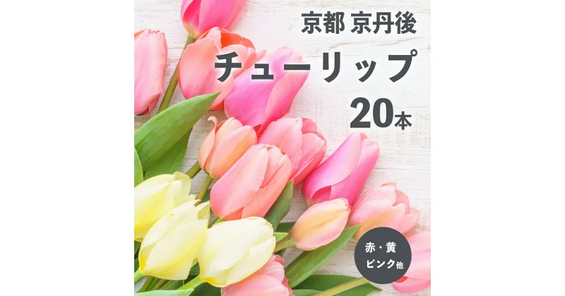 【ふるさと納税】【先行予約】京丹後チューリップ　色お任せ20本（2024年2月〜発送）　お花 花 ちゅーりっぷ 春 インテリア ガーデニング 自宅用 贈答用 ギフト プレゼント 贈り物 生産者応援 農家応援 京都産 送料無料