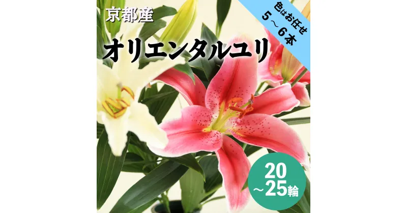 【ふるさと納税】【先行予約】京丹後オリエンタルユリ　色お任せ5~6本（20～25輪）（2023年11月下旬～発送）　お花 花 百合 ユリ ゆり インテリア ガーデニング 自宅用 贈答用 ギフト プレゼント 贈り物 生産者応援 農家応援 京都産 送料無料