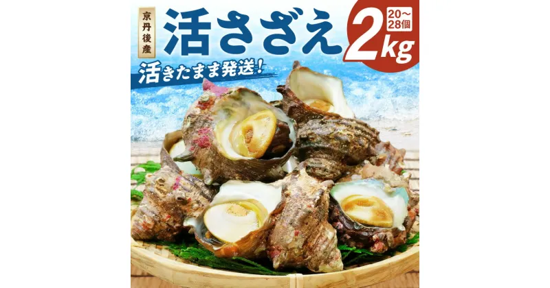 【ふるさと納税】最高鮮度の生きたまま発送！日本海荒波育ち京丹後産さざえ2kg/北畿水産 魚貝 国産 海産物 海の幸 海鮮 刺身 つぼ焼 BBQ おつまみ ふるさと納税 サザエ