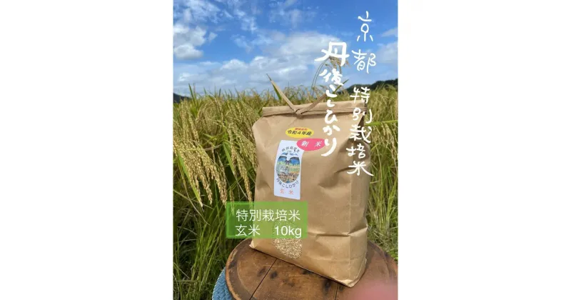 【ふるさと納税】令和6年産　丹後こしひかり　玄米10kg【特別栽培米】新米【先行予約】 米 玄米 こしひかり コシヒカリ 10キロ ブランド米 コシヒカリ 特別栽培 玄米 特別栽培米 令和6年度 ふるさと納税 こしひかり