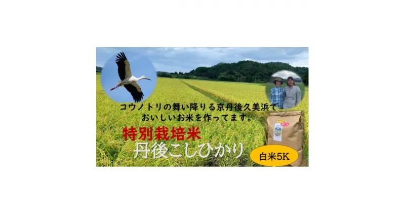 【ふるさと納税】【先行予約】新米【特別栽培米】令和6年産　丹後こしひかり　白米5kg 白米 米 精米 5キロ お米 ご飯 新米 特別栽培 令和6年 ふるさと納税 コシヒカリ