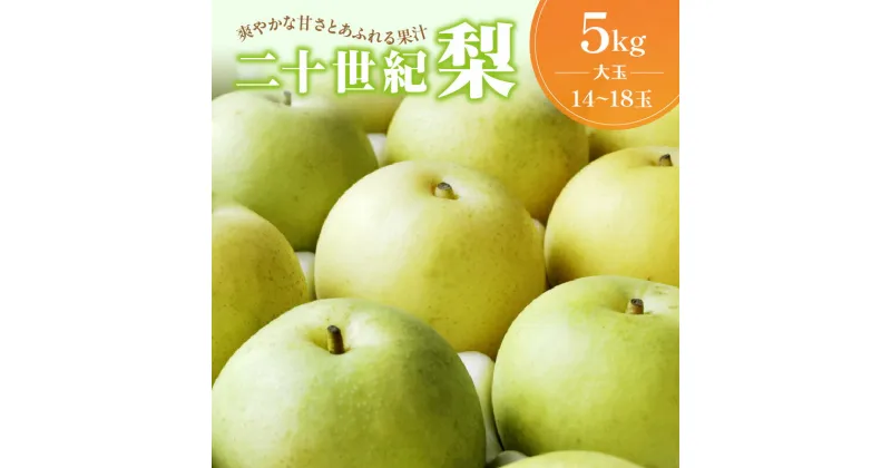 【ふるさと納税】【先行予約／数量限定100】京丹後産 二十世紀梨 大玉 5kg（14～18玉入り）（2025年9月上旬～発送） 国産 ギフト お取り寄せ 5キロ ふるさと納税 梨 なし ふるさと納税 先行予約 期間限定 ふるさと納税 20世紀 送料無料