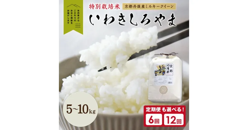 【ふるさと納税】京都丹後産ミルキークイーン特別栽培米　いわきしろやま 5kg 10kg 1回 6回 12回 米 選べる 内容量 定期便 お米 精米 ミルキークイーン 京都 ふるさと納税 米 農家応援 生産者応援 送料無料