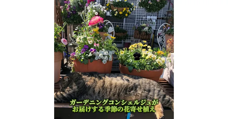 【ふるさと納税】花 ガーデニングコンシェルジュがお届けする 季節の花 寄せ植え 鉢植え 鉢花 5～7種 ガーデニング コンシェルジュ お花 京都　 南丹市