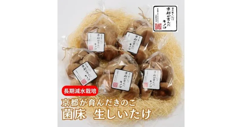 【ふるさと納税】しいたけ 京都が育んだきのこ 長期減水栽培 菌床 生しいたけ 特大サイズ 200g 5袋 椎茸 シイタケ きのこ キノコ 野菜 京都　 南丹市