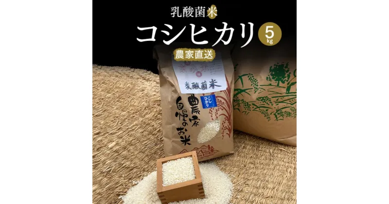 【ふるさと納税】【数量限定】乳酸菌米コシヒカリ5kg　≪予約≫　※11月1日より順次発送　 お米 白米 ご飯 ブランド米 銘柄米 精米 おにぎり お弁当 和食 産地直送 グルメ 食品 　お届け：11月1日より順次発送