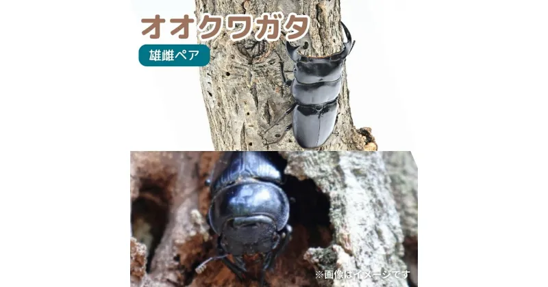 【ふるさと納税】サステナブル オオクワガタ オス メス 成虫ペアセット　クワガタ 成虫 ペア セット 生体 日本国産 国産 虫 昆虫 生き物 生物 子供 趣味 男の子 ペット 育成 観察 学習 自由研究 京都府 南丹市　お届け：2024年7月～8月に発送