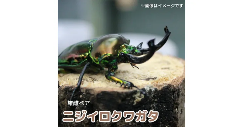 【ふるさと納税】【数量限定】サステナブル ニジイロクワガタ オス メス 成虫ペアセット　クワガタ 成虫 ペア セット 生体 日本国産 国産 虫 昆虫 生き物 生物 子供 趣味 男の子 ペット 育成 観察 学習 自由研究 京都府 南丹市