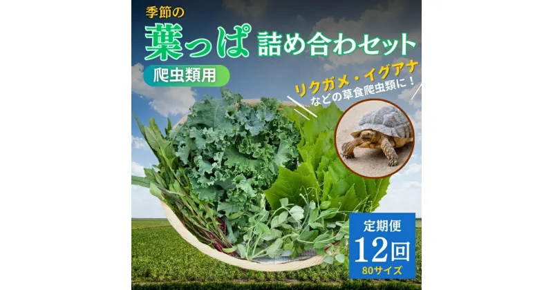 【ふるさと納税】【爬虫類用】季節の葉っぱ詰め合わせ【80サイズ12回コース】　定期便