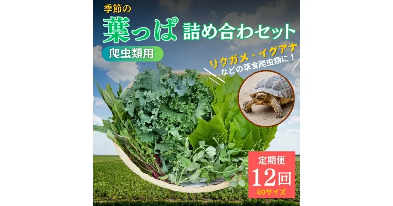 【ふるさと納税】【爬虫類用】季節の葉っぱ詰め合わせ【60サイズ12回コース】　定期便