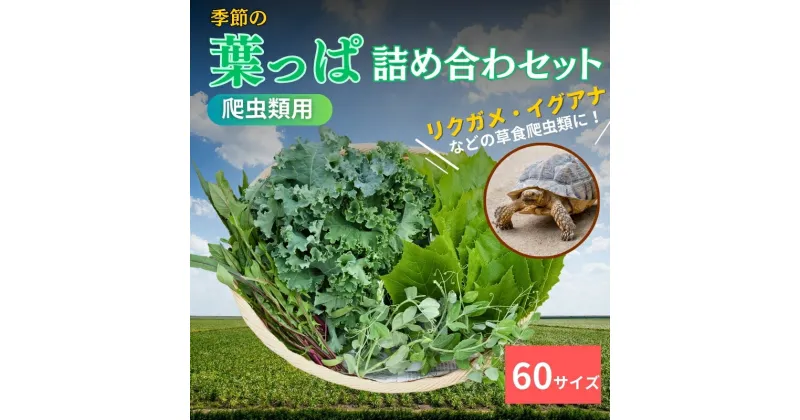 【ふるさと納税】【爬虫類用】季節の葉っぱ詰め合わせ【60サイズ】