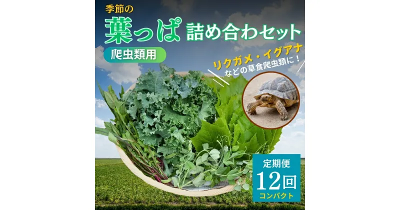 【ふるさと納税】【爬虫類用】季節の葉っぱ詰め合わせ【コンパクトサイズ12回コース】　定期便