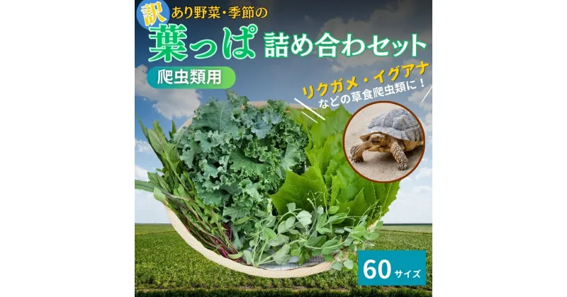 【ふるさと納税】【爬虫類用】訳あり野菜と季節の葉っぱ詰め合わせ【60サイズ】