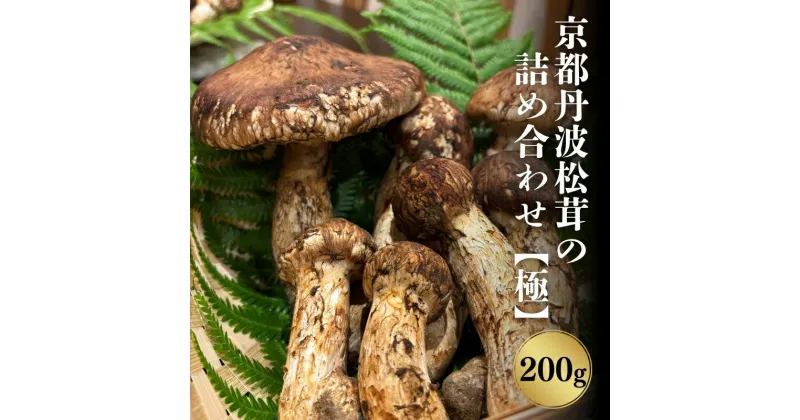 【ふるさと納税】京都丹波松茸の詰め合わせ　200g【極】まつたけ 数量限定 期間限定 きのこ 秋 天然 国産 国内産 京都府 南丹市　※2024年10月中旬以降順次発送　お届け：2024年10月中旬から