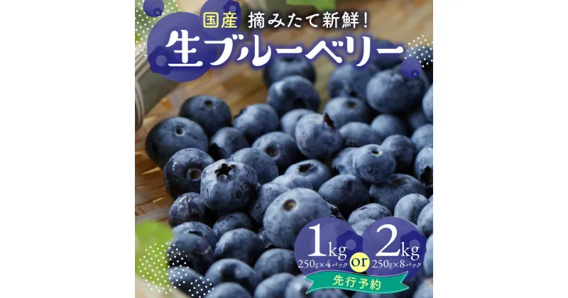 【ふるさと納税】市産ブルーベリー 選べる内容量 (1kg・2kg) 夏季限定 国産 ブルーベリー 摘みたて 新鮮 冷蔵 生ブルーベリー 大粒ブルーベリー フルーツ 山口ブルーベリー園 【2025年先行予約】