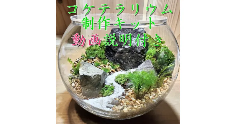 【ふるさと納税】コケテラリウム制作キット直径15cm 動画説明付き〈コケ 苔 こけ 植物 初心者 インテリア 手作り セット キッド 雑貨 日用品〉　植物