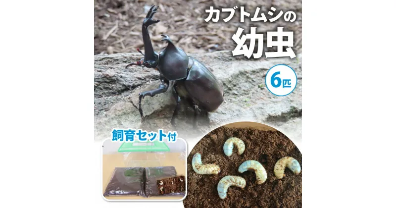 【ふるさと納税】【配送期間は2025年1月下旬～4月上旬に随時配送】カブトムシ（幼虫・6匹）飼育セット付　生き物・カブトムシ・かぶとむし・飼育セット・昆虫・飼育　お届け：2025年1月下旬～2025年4月下旬