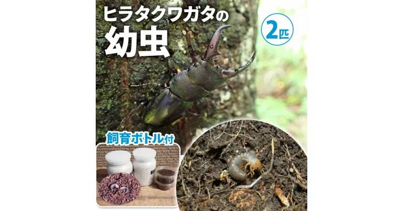 【ふるさと納税】【配送期間は2025年1月下旬～4月上旬に随時配送】ヒラタクワガタ（幼虫・2匹）飼育ボトル付　 生き物 ヒラタクワガタ クワガタ 幼虫 エサ付き 　お届け：2025年1月下旬～2025年4月下旬