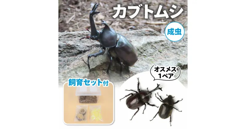 【ふるさと納税】【配送期間は2025年6月下旬～8月上旬に随時配送】カブトムシ（成虫）オスメス1ペア飼育セット付　 生き物 カブトムシ かぶとむし 飼育セット 飼育 昆虫 　お届け：2025年6月下旬～8月上旬