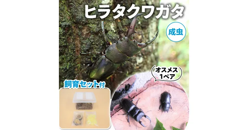 【ふるさと納税】【配送期間は2025年6月下旬～8月上旬に随時配送】ヒラタクワガタ（成虫）オスメス1ペア飼育セット付　 生き物 昆虫 男の子 子供 飼育観察 大型 夏休み 自由研究 自然 環境 学習 孫 プレゼント 　お届け：2025年6月下旬～8月上旬