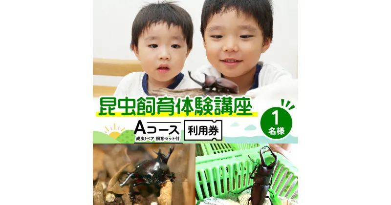 【ふるさと納税】【幼児～小学生対象】昆虫飼育体験講座Aコース（昆虫成虫1ペアと飼育セット付き＜体験：7月～9月の各日曜日＞）ご利用券（1名様）　 体験チケット 生き物 子供 キッズ 　お届け：2025年5月下旬～6月下旬まで