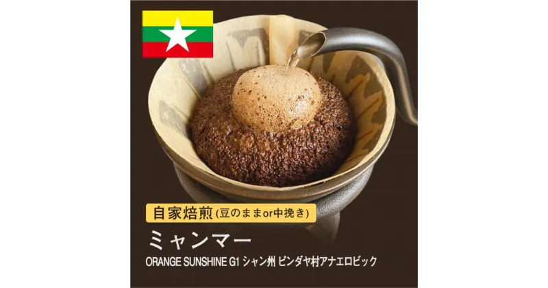 【ふるさと納税】自家焙煎コーヒー！ #180 310g ミャンマー ORANGE SUNSHINEG1 シャン州 ピンダヤ村 珈琲（豆または中挽きから選択）