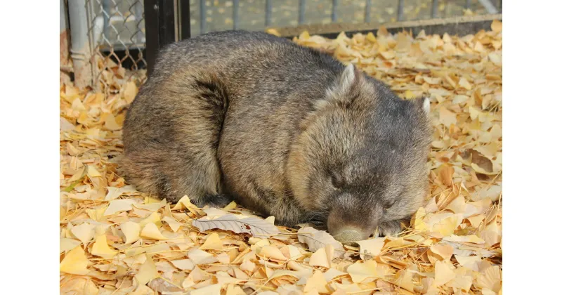 【ふるさと納税】五月山動物園　ウォンバットグッズAセット