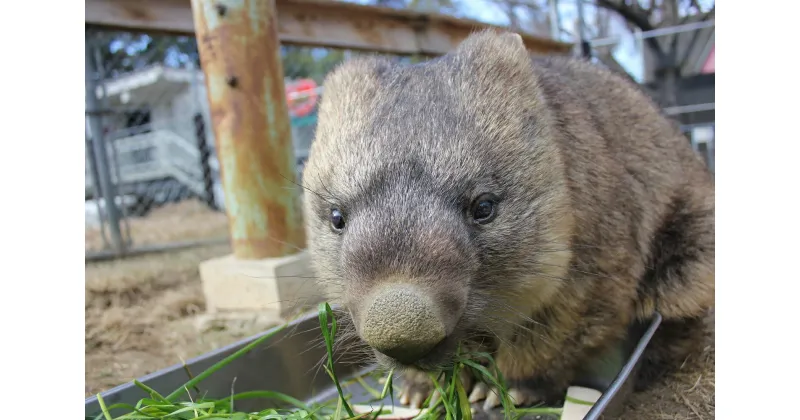 【ふるさと納税】五月山動物園　ウォンバットグッズBセット