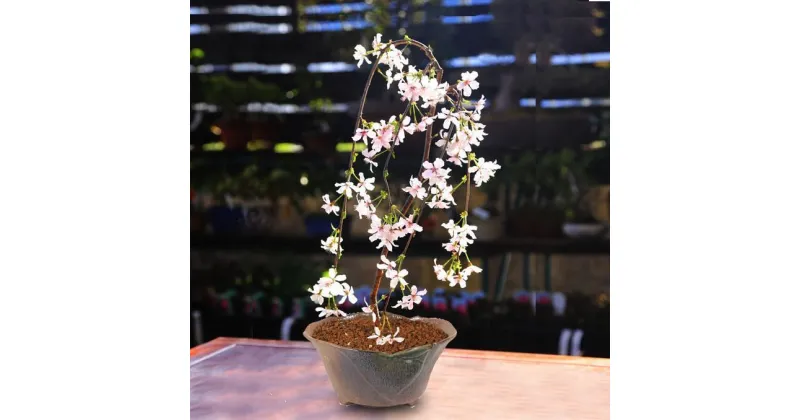 【ふるさと納税】養庄園 しだれ富士桜盆栽