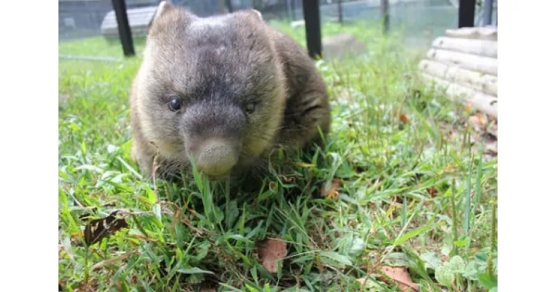 【ふるさと納税】五月山動物園　ウォンバットグッズCセット