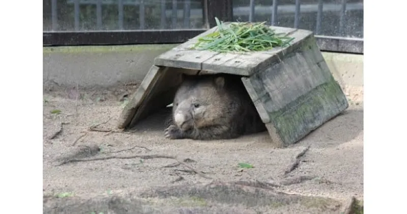 【ふるさと納税】五月山動物園　ウォンバットグッズD