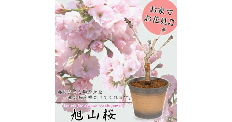 【ふるさと納税】養庄園 中品盆栽：桜盆栽