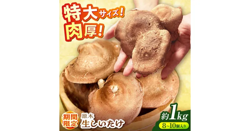 【ふるさと納税】原木生椎茸 約1kg（8個〜10個）入り＜2025年1月〜2月発送＞高槻市産 数量限定 期間限定　大阪府高槻市/高槻あぐり[AOCS001]