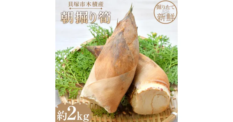 【ふるさと納税】＜先行予約＞貝塚市木積産　朝掘り筍　約2kg