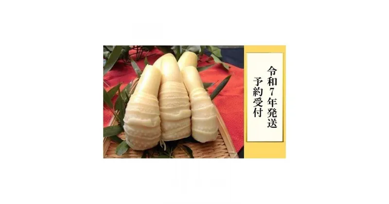 【ふるさと納税】＜先行予約＞貝塚市木積産　朝掘りボイル筍 約1kg | たけのこ 筍 タケノコ 国産 煮物 炊き込みご飯 おでん 料理 お手軽