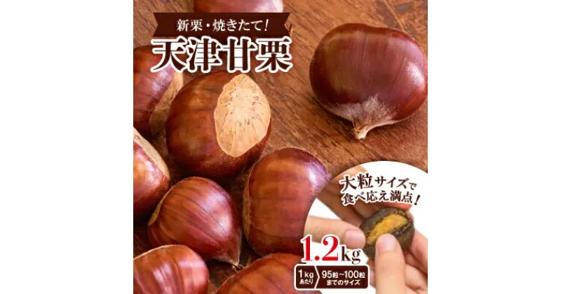 【ふるさと納税】【1.2kg】新栗ビックサイズ!!焼きたて!!天津甘栗　大粒サイズ　期間限定でお届けします。【1510514】