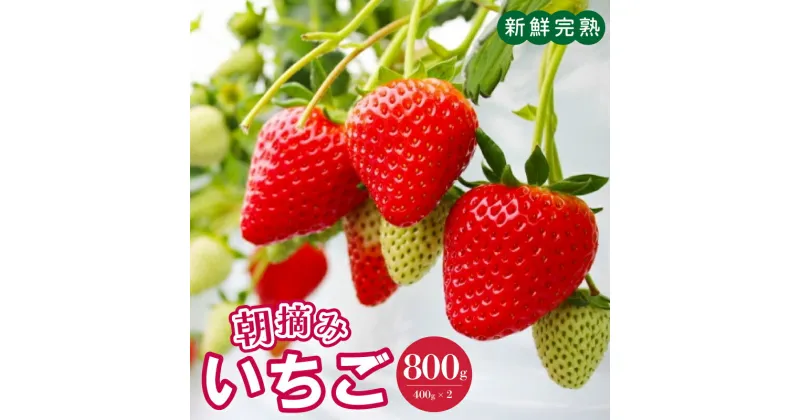 【ふるさと納税】【先行予約】 いちご 朝摘みいちご 800g 400g×2パック 新鮮完熟イチゴ 最新の環境制御システム 泉佐野市で栽培 品種 その時期に一番おすすめの品種 フルーツ お取り寄せ お取り寄せフルーツ 関西 大阪 泉佐野市 送料無料