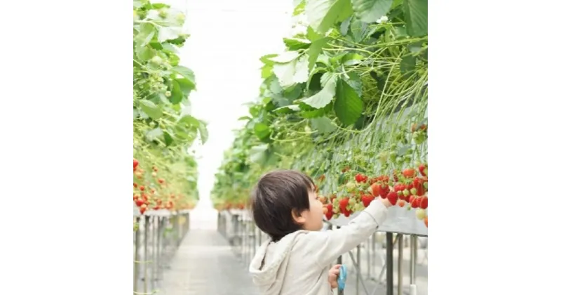 【ふるさと納税】【先行予約】 いちご狩り グループチケット 5枚 大人 中学生以上 泉佐野市 4品種 取れたてのイチゴ 果物 フルーツ 入園券 券 グループ チケット 利用券 施設利用券 体験 家族連れ 友人 友達 休日 関西 大阪 泉佐野市 送料無料