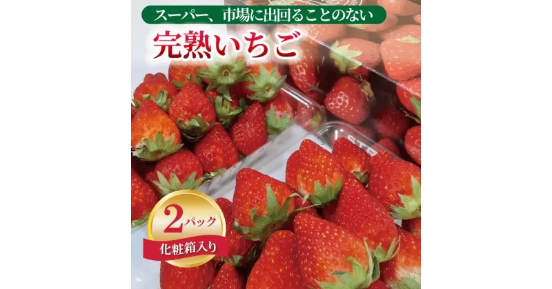 【ふるさと納税】期間限定 数量限定 いちご 280g × 2パック 化粧箱入り 朝摘み 完熟いちご 国産 泉佐野市産 フルーツ 果物 化粧箱 直送 甘い 濃い 食品 食べ物 ギフト プレゼント お取り寄せ 関西 泉佐野市 辻農園 冷蔵 送料無料【先行予約】