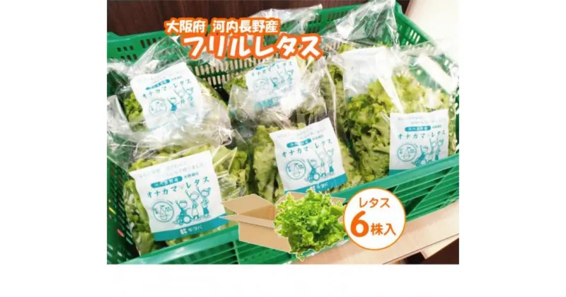 【ふるさと納税】河内長野産 ☆水耕栽培☆レタス 6個　種類 栽培 菜 茎 サラダ 副菜 おつまみ フレアベル フリルアイス セット 無農薬 露地栽培 栄養満点 ビタミン ミネラル 安心 安全 新鮮レタス